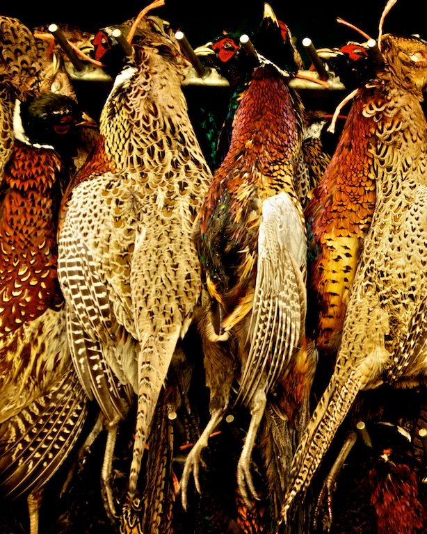 Hanging pheasants