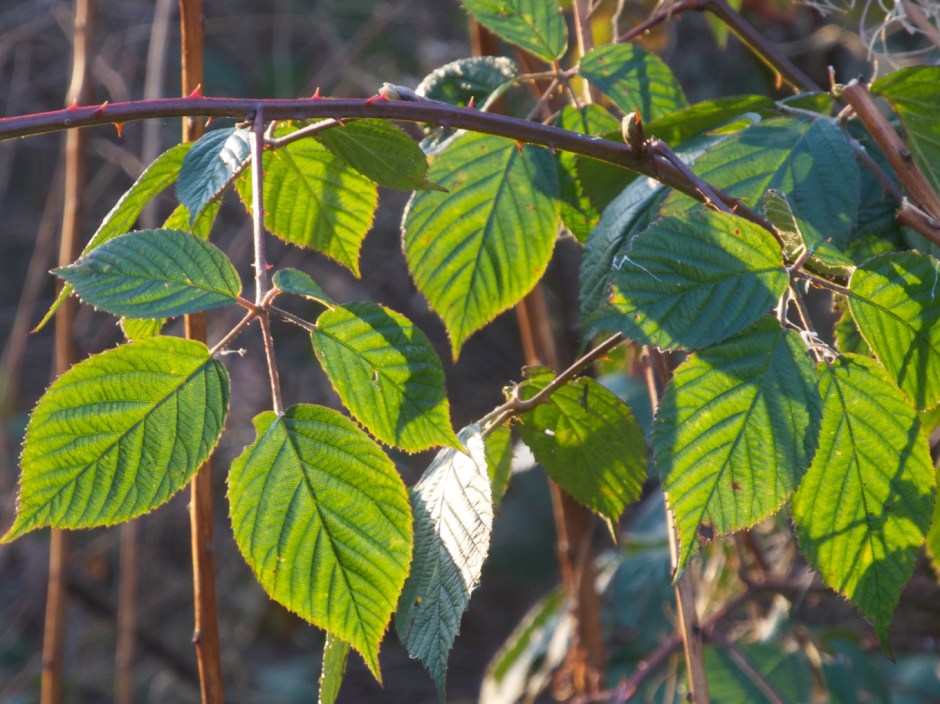 DSCN0462 - Version 2