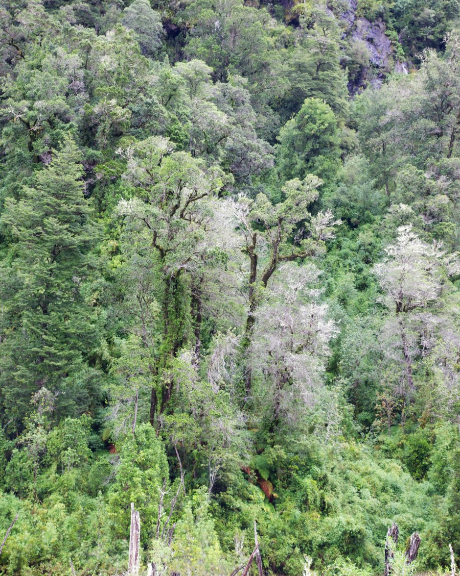 The forest of the Reserva Nacional Llanquihue