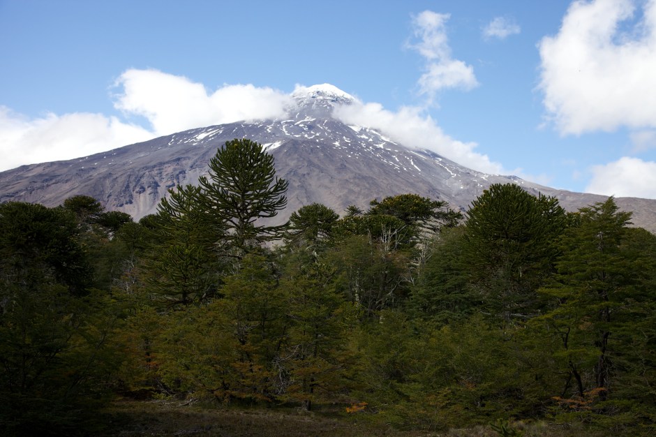 Lanin with Chilean Pines