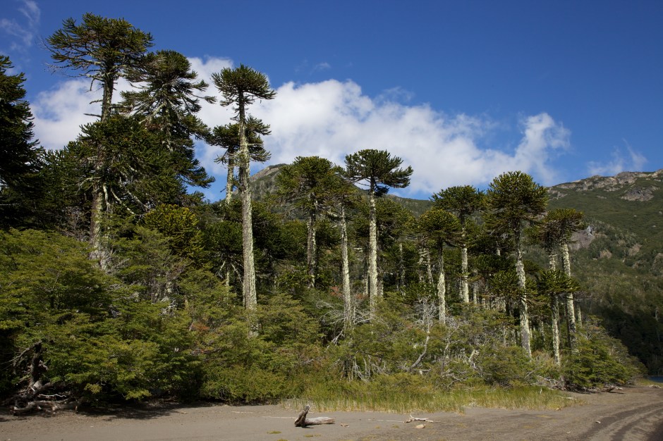 Hall 2013-03-13 6950