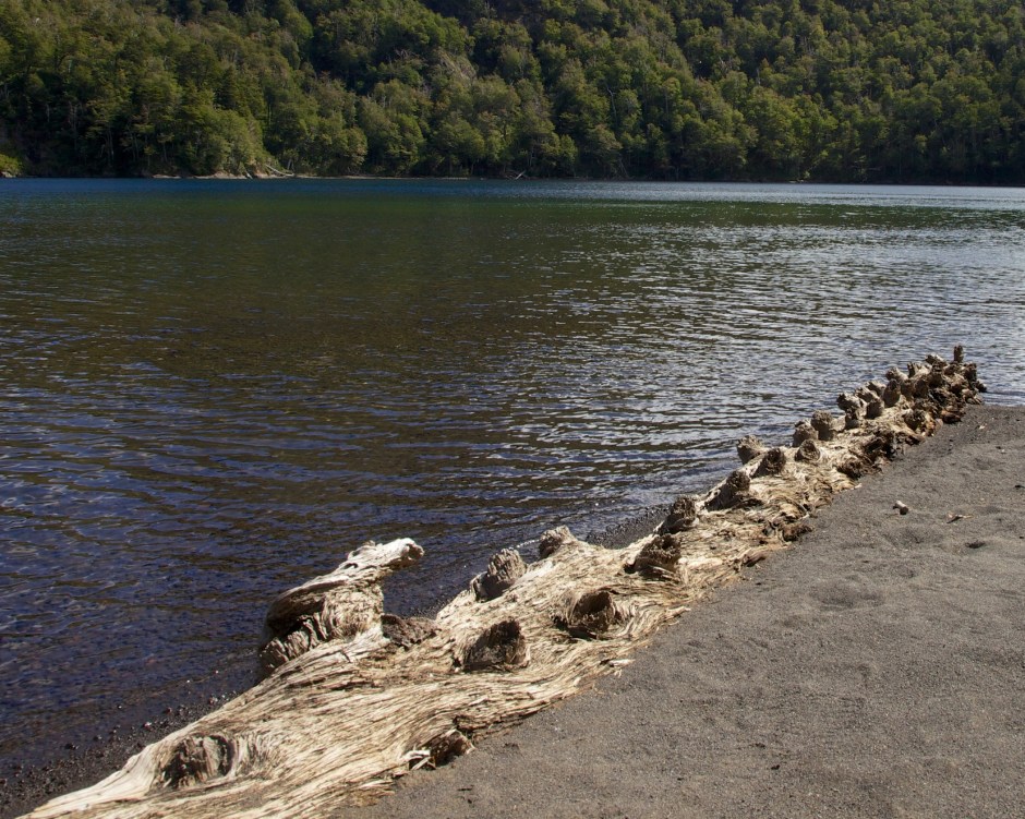 Chilean Pine by Lagune Huenfuica