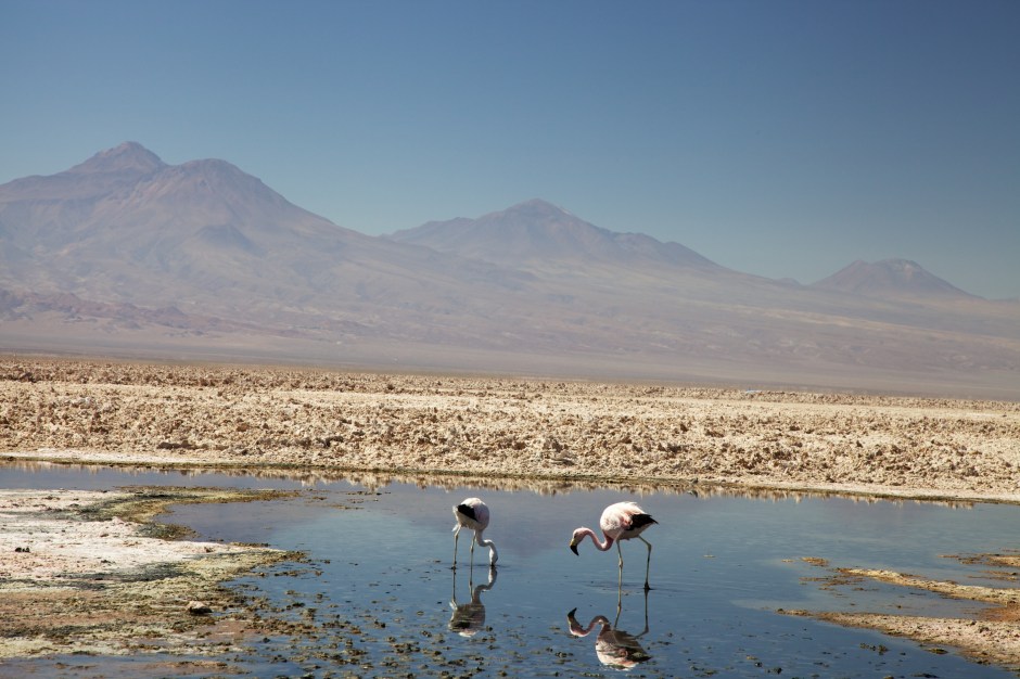 Flamingoes feeding in the Laguna