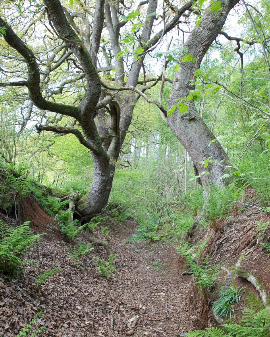 _MG_6596 - Version 2