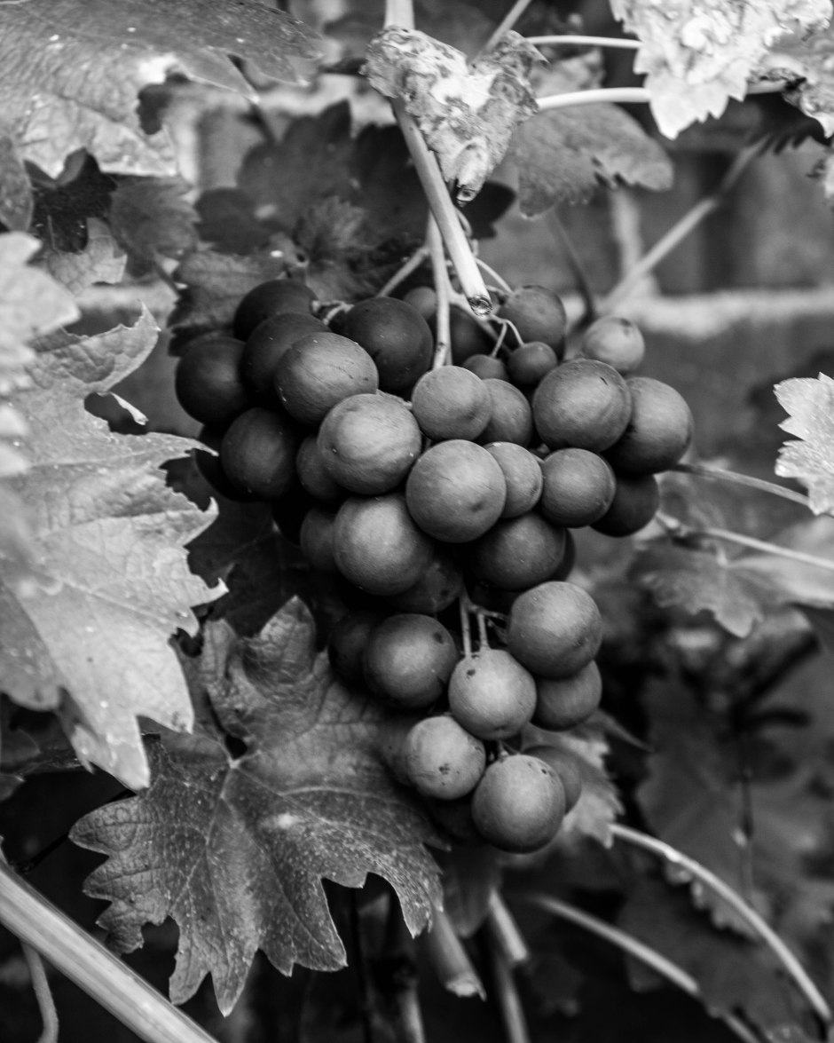 20131031-Still Life with Game-4