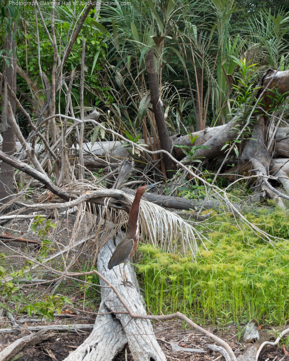 The Rufescent Tiger-Heron
