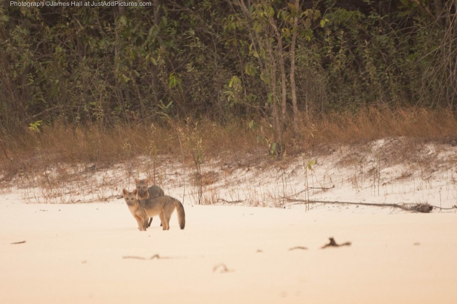 The Grey Fox