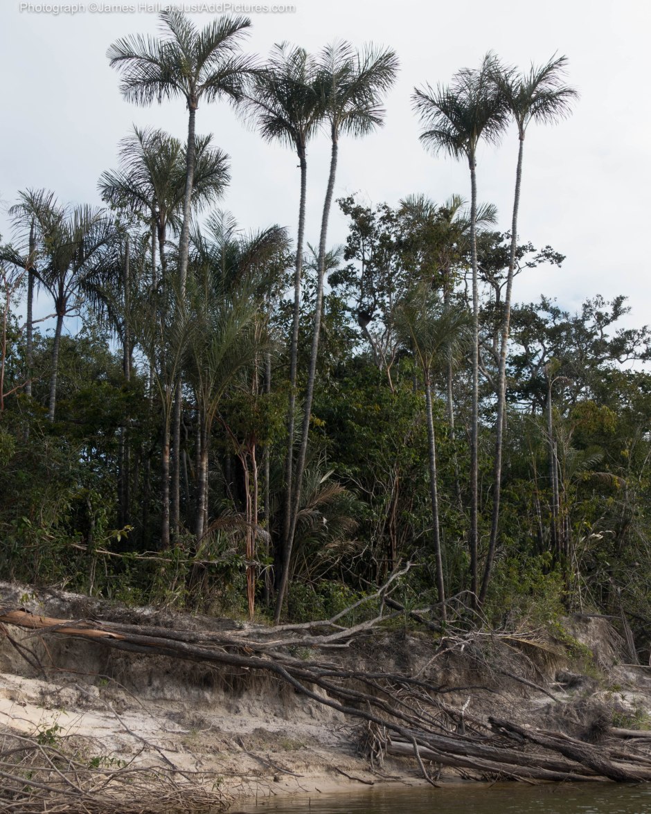 There was not really a 'typical' view from the river as the trees were highly varied. But these palms were distinctive along the side of the river.