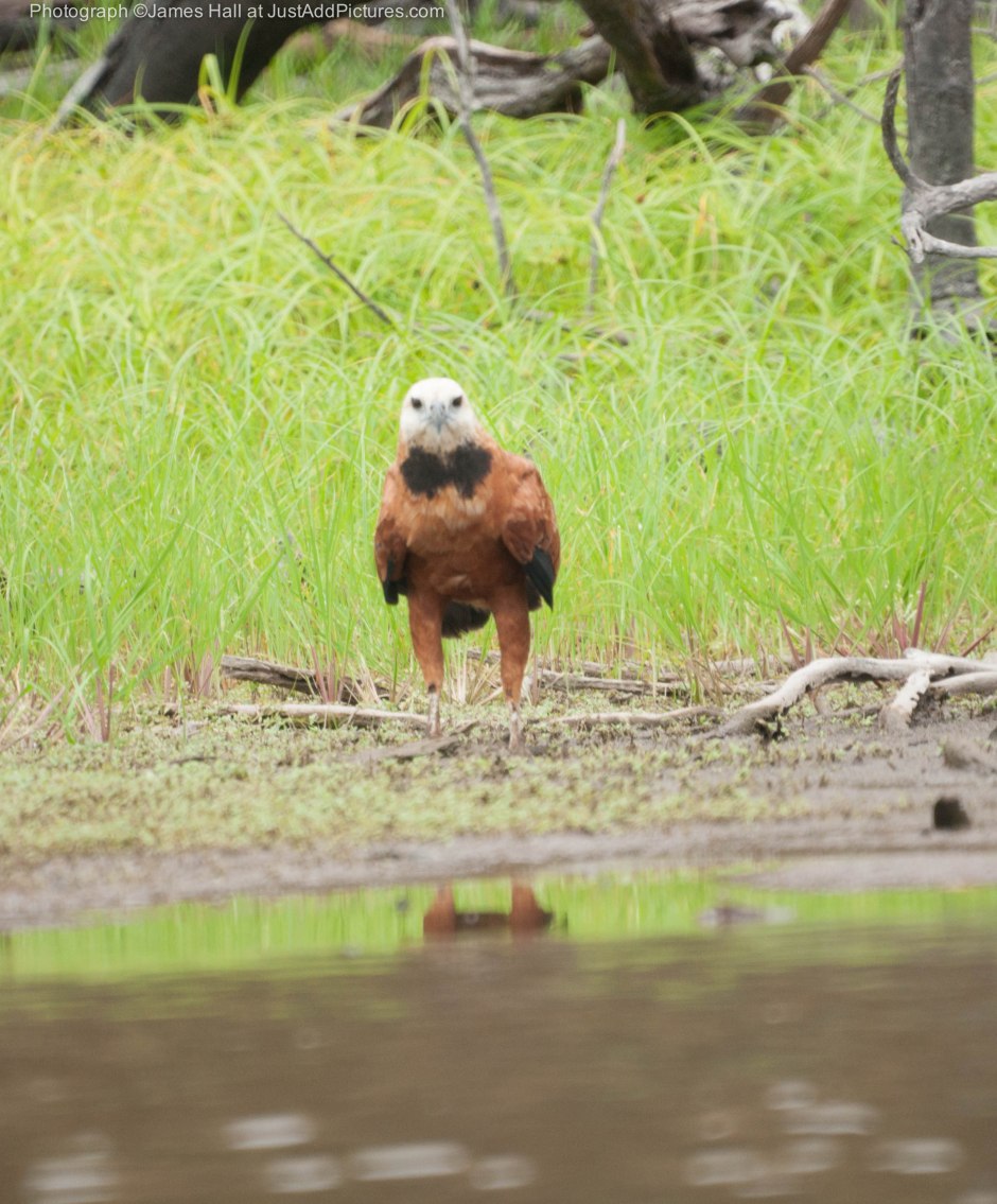 The Black-Collared Hawk
