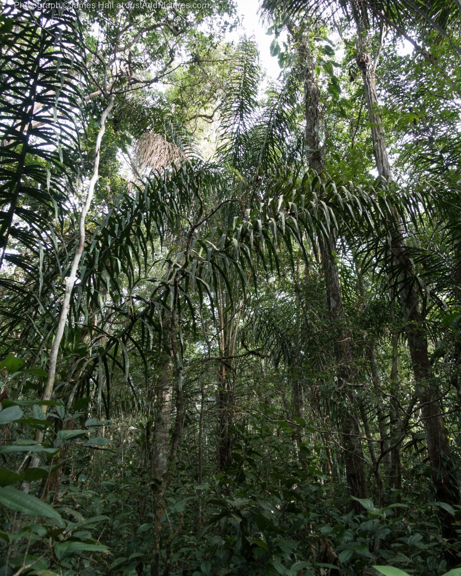 The moment you entered the jungle the trees closed in around you. Unless you were following a prepared trail, as we were, you could not move at all without a machete. This is a jungle you really have to hack your way through.