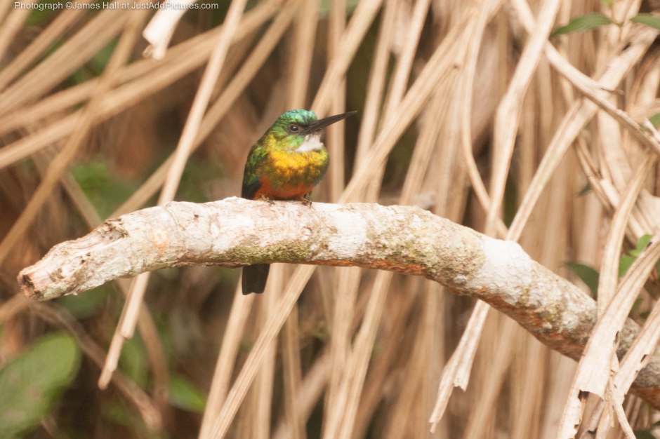 The Green-Tailed Jacamar