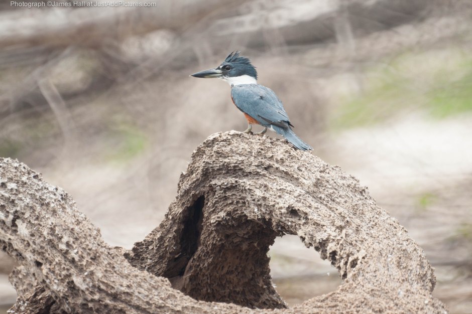 The Ringed Kingfisher