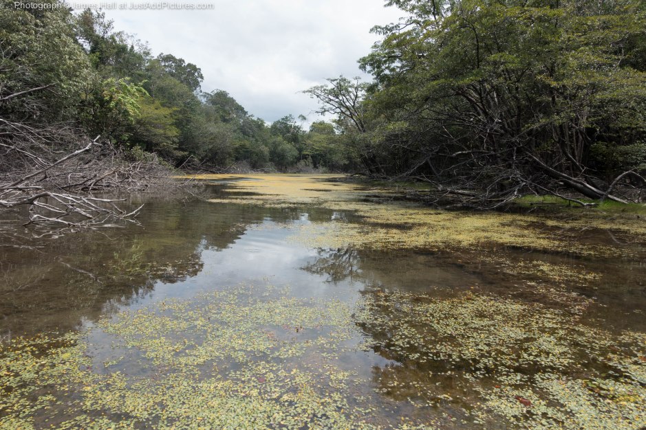 Off the main rivers there was an endless series of creeks, lagoons and lakes. This creek is covered in vegetation with small yellow flowers.