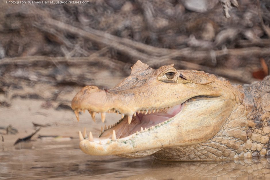 The Amazonian Caymen