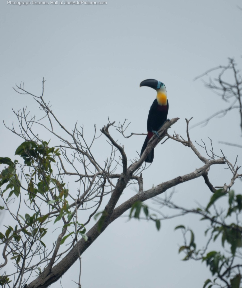 The Channel-Billed Toucan