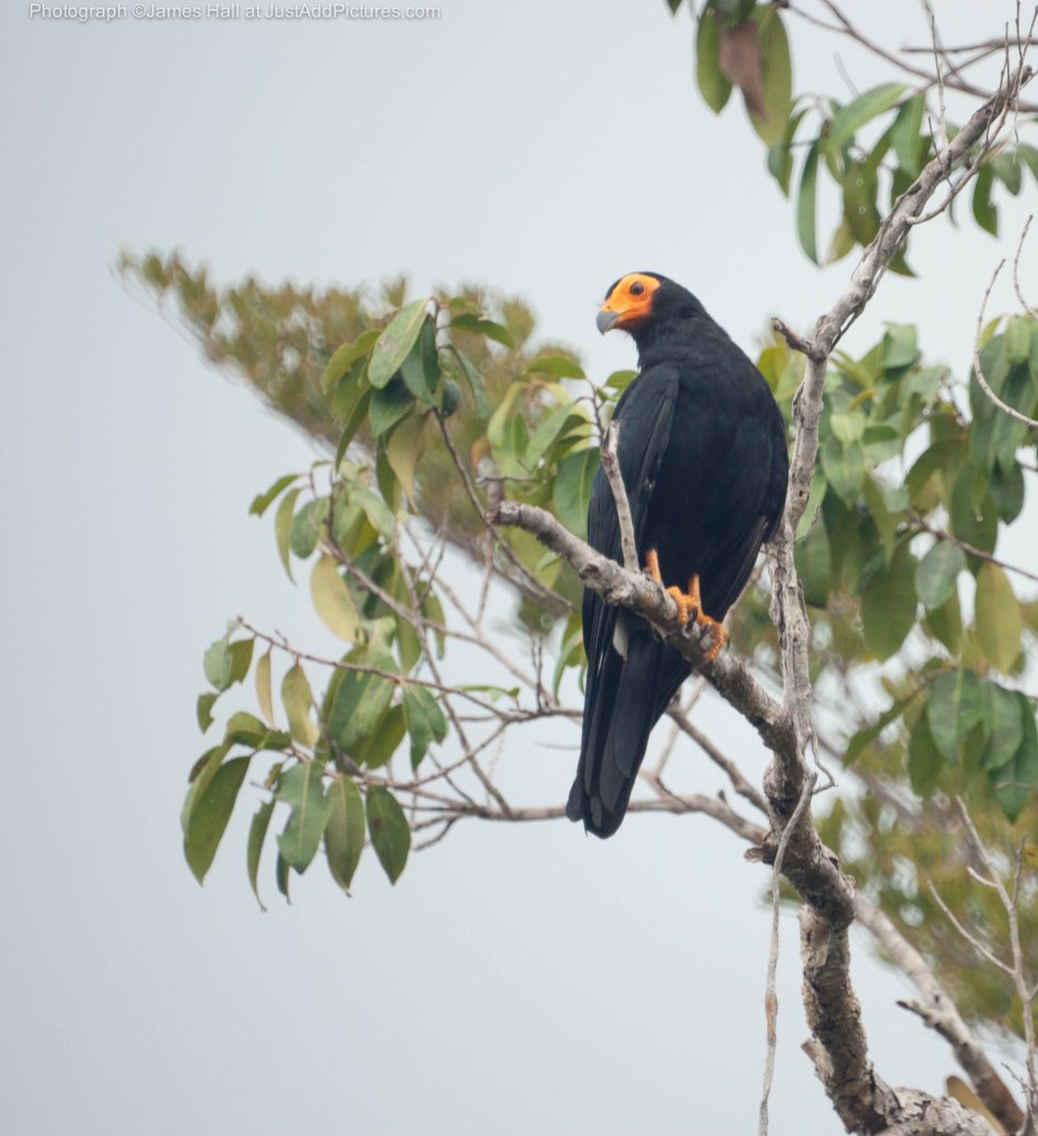 The Black Caracara