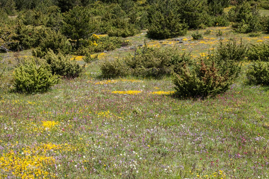 Le Marche-160607- 37