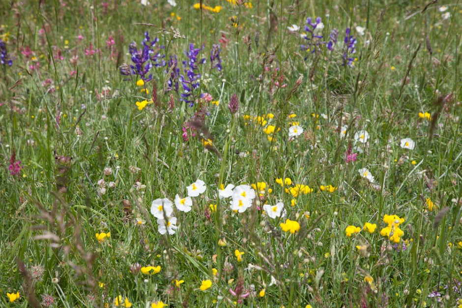 Le Marche-160607- 56