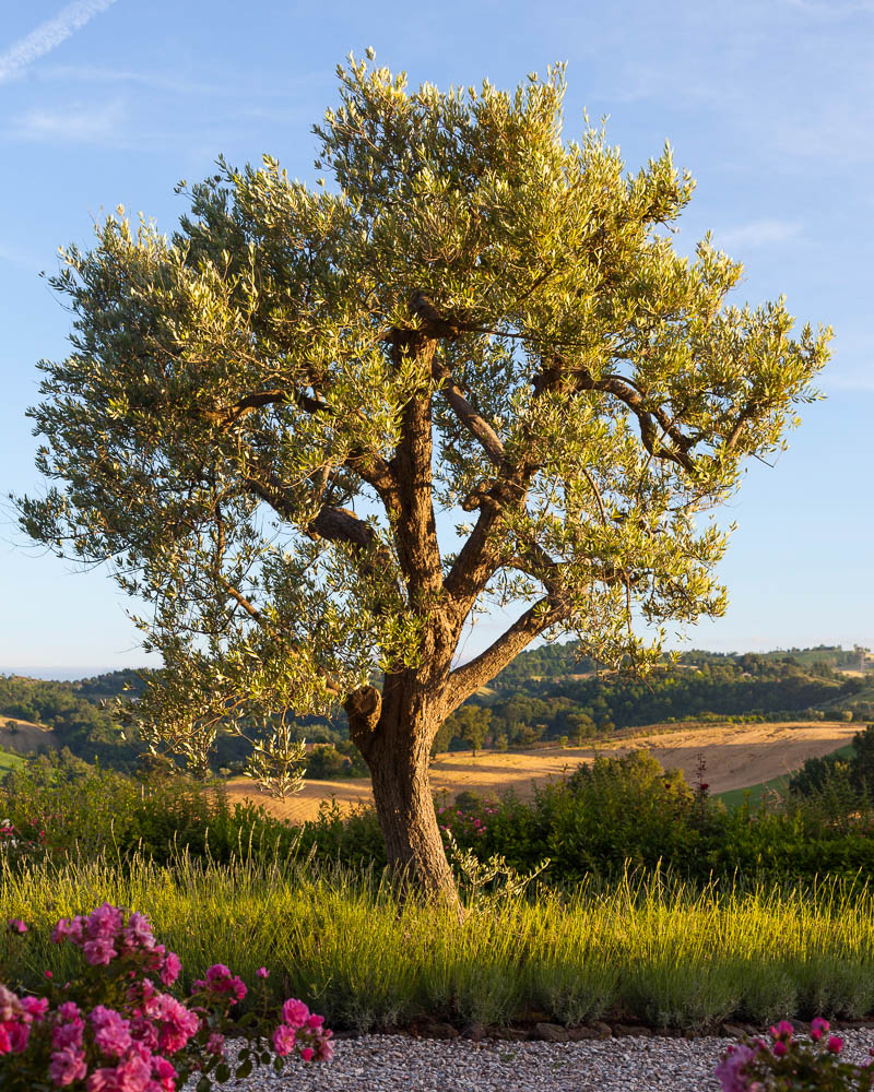 The Olive Tree